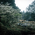 阿里山的櫻花4.jpg