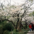 阿里山的櫻花3.jpg