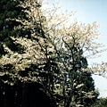 阿里山的櫻花10.jpg