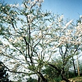阿里山的櫻花9.jpg