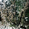 阿里山的櫻花2.jpg