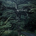 大鐵杉1.jpg