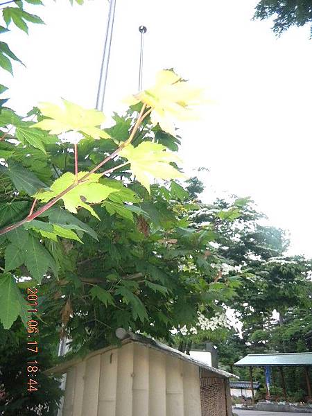 DSCN8130.JPG