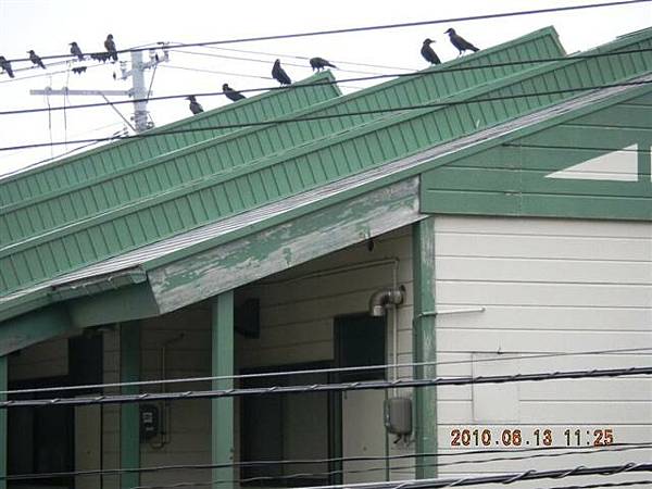 怖い！多いからすにいる。