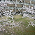 教室の外の桜の木はついに花が咲きました。
