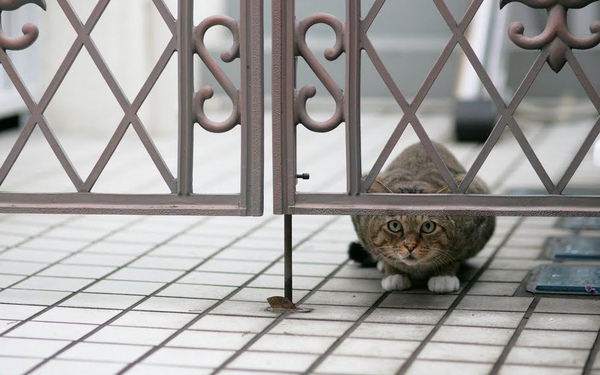 city_cat_5da-000317-nl.jpg