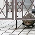 city_cat_5da-000317-nl.jpg