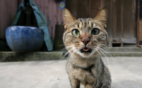 city_cat_5da-001850-nl.jpg