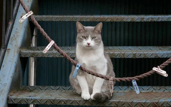 city_cat_5da-001876-nl.jpg