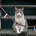 city_cat_5da-001876-nl.jpg
