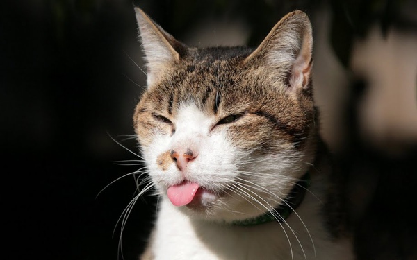 city_cat_5da-005012-x.jpg