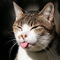 city_cat_5da-005012-x.jpg