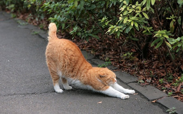 city_cat_5da-007550-x.jpg