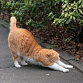 city_cat_5da-007550-x.jpg