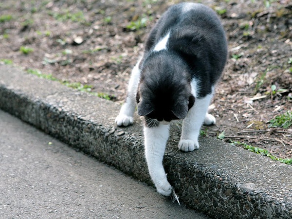city_cat_5da-007762-x.jpg