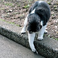 city_cat_5da-007762-x.jpg