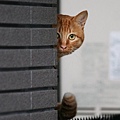 city_cat_5db-000037-nl.jpg