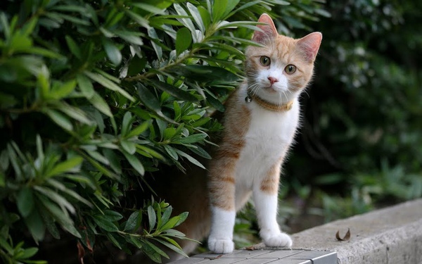 city_cat_5db-001148-nl.jpg