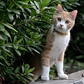city_cat_5db-001148-nl.jpg