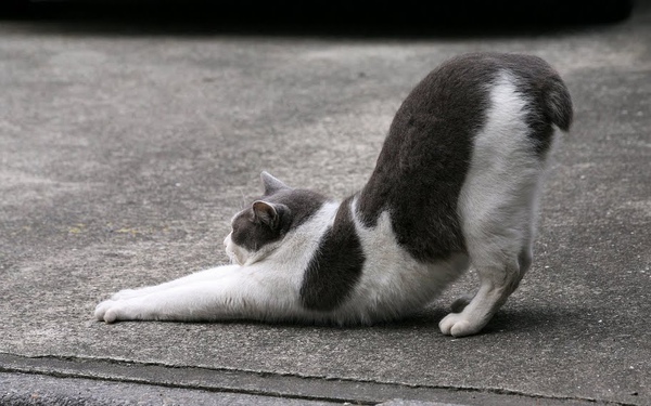city_cat_5db-001580-x.jpg