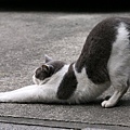 city_cat_5db-001580-x.jpg
