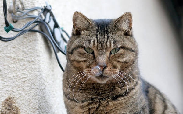 city_cat_20d-001818X.jpg
