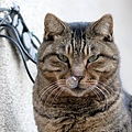 city_cat_20d-001818X.jpg