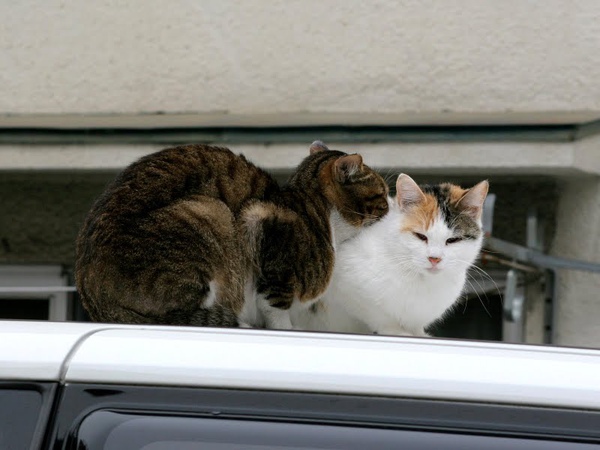 city_cat_20d-005385-nl.jpg
