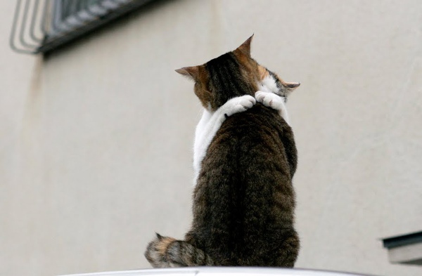 city_cat_20d-005400-nl.jpg