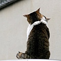 city_cat_20d-005400-nl.jpg