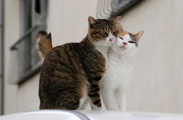 city_cat_20d-005403-nl.jpg