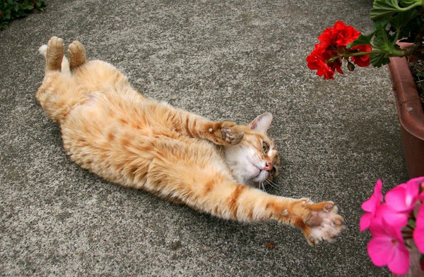 city_cat_20d-010046X.jpg