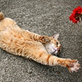 city_cat_20d-010046X.jpg