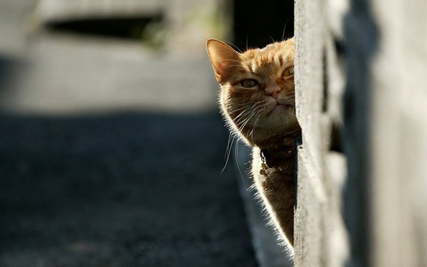 city_cat_999v7354X.jpg