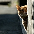 city_cat_999v7354X.jpg