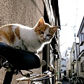 city_cat_ds2-002480X.jpg