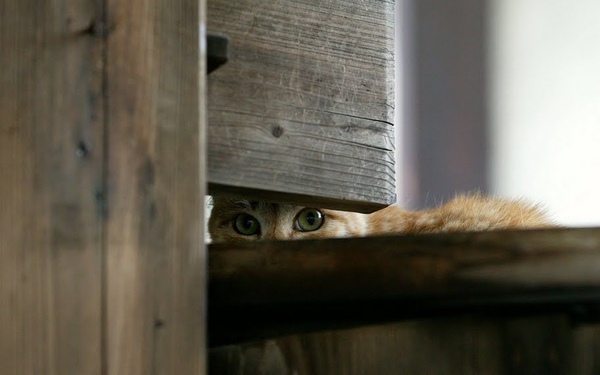 city_cat_dsa04-012594X.jpg