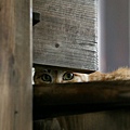 city_cat_dsa04-012594X.jpg