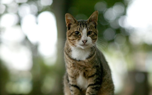 city_cat_dsa04-014543X.jpg