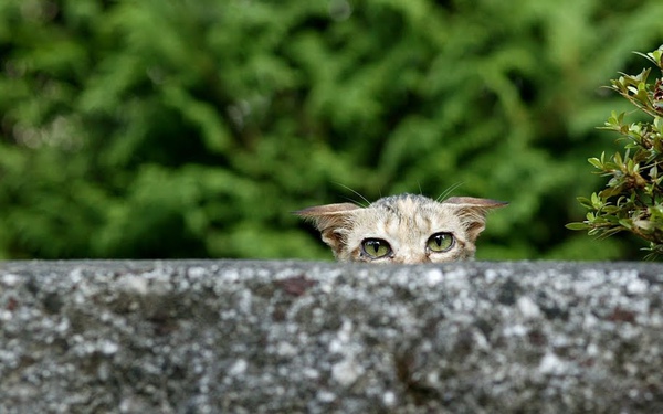 city_cat_dsa04-015312-bX.jpg