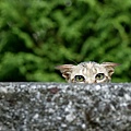 city_cat_dsa04-015312-bX.jpg