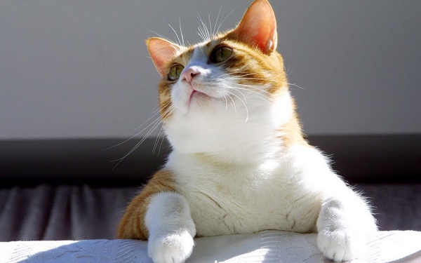 city_cat_img_4625-x.jpg