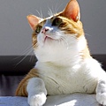 city_cat_img_4625-x.jpg