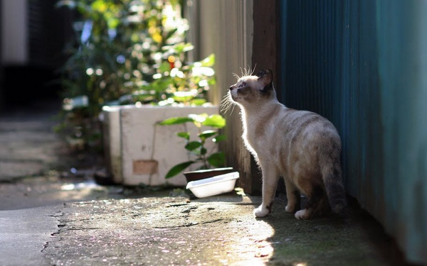 city_cat_kdns-006814-x.jpg