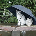 city_homeless_cat_3c1b0347-x.jpg