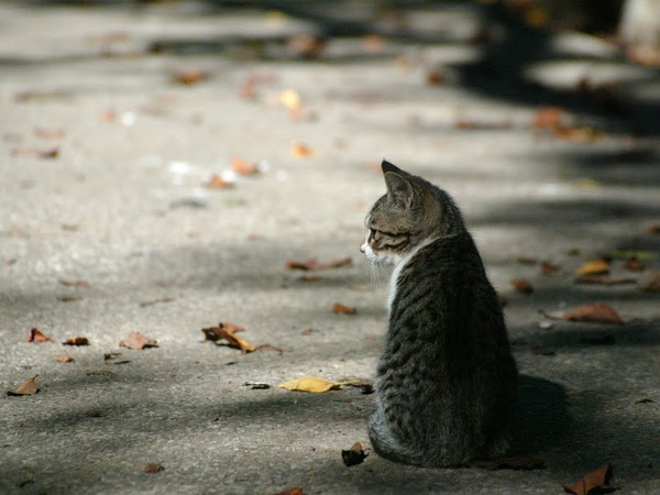 city_homeless_cat_3c1b1424-x.jpg