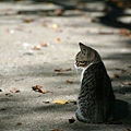 city_homeless_cat_3c1b1424-x.jpg
