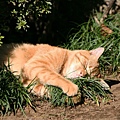 city_homeless_cat_5db-000411-x.jpg