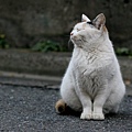 city_homeless_cat_20d-000926-x.jpg