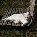 city_homeless_cat_20d-003392-x.jpg